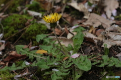 撮って出し(2024-04-18_09-19)-(Canon EOS 6D-90