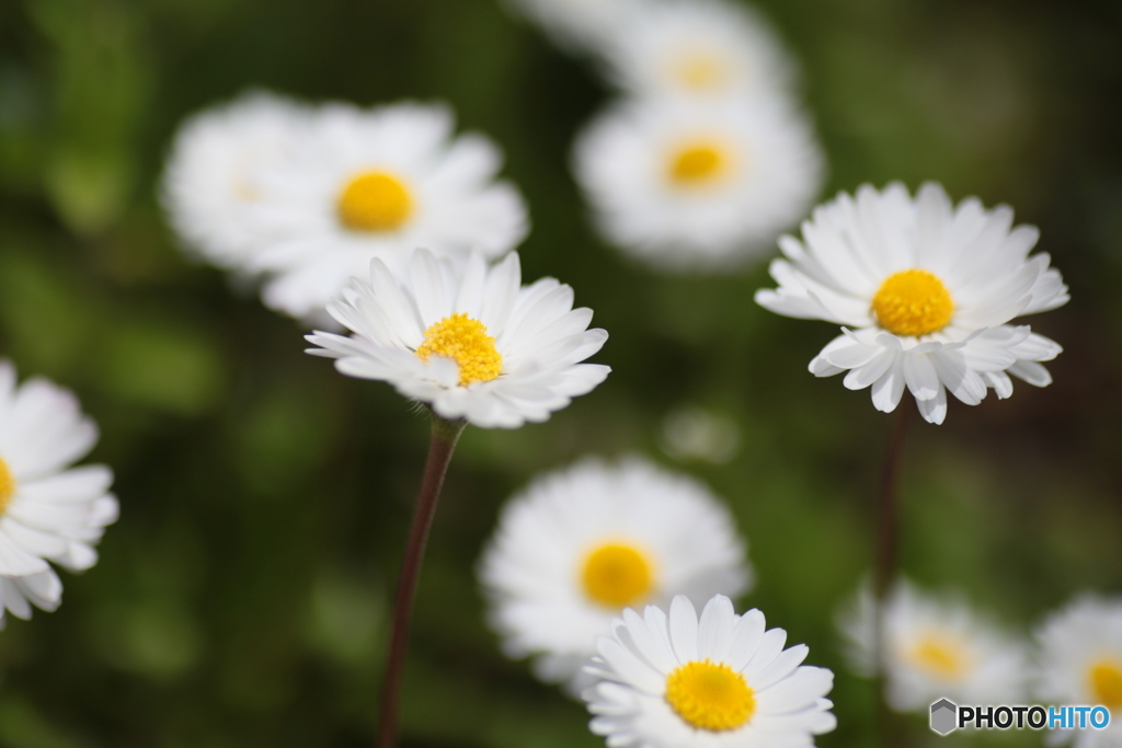 撮って出し(2024-04-18_12-29)-(Canon EOS 6D-90