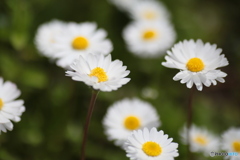 撮って出し(2024-04-18_12-29)-(Canon EOS 6D-90