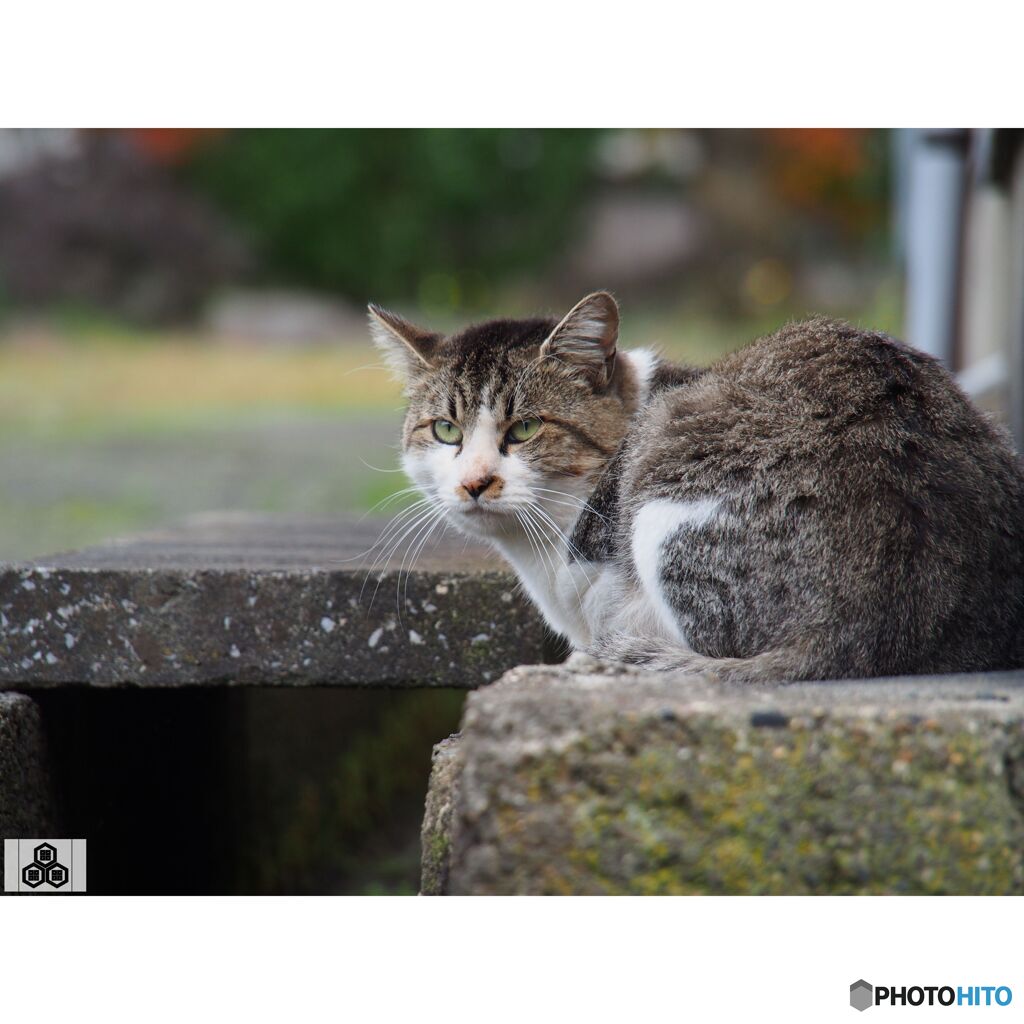 撮って出し(2023-11-06_13-39)-150-OLYMPUS M.14