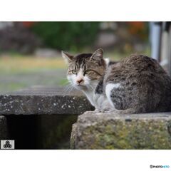 撮って出し(2023-11-06_13-39)-150-OLYMPUS M.14