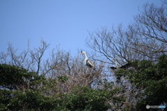 撮って出し(2025-04-19_10-39)-(Canon EOS 60D-2
