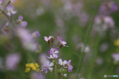 撮って出し(2025-04-27_13-23)-(Canon EOS 60D-9