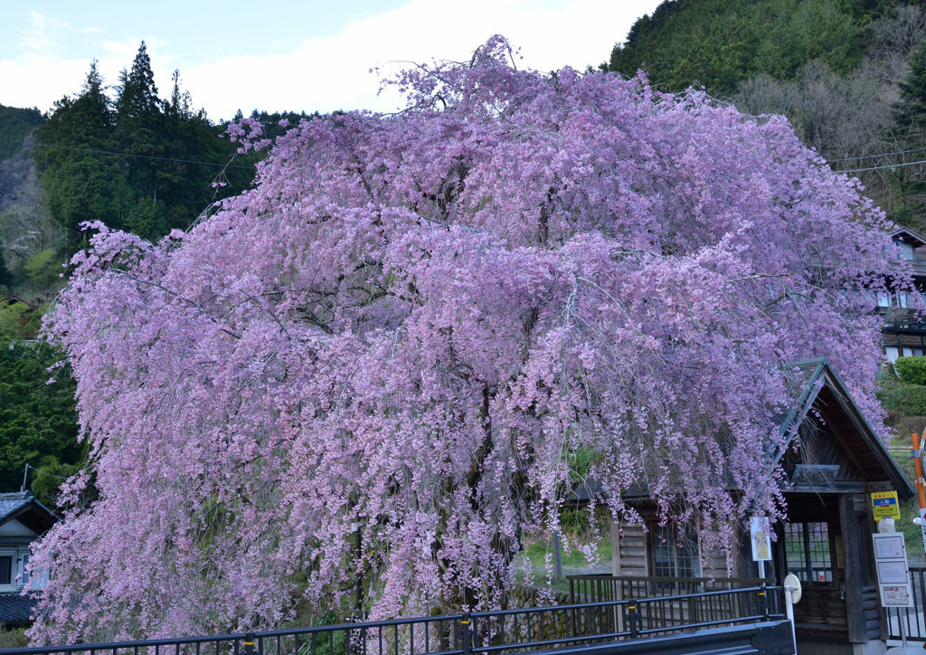 夕暮れの里さくら