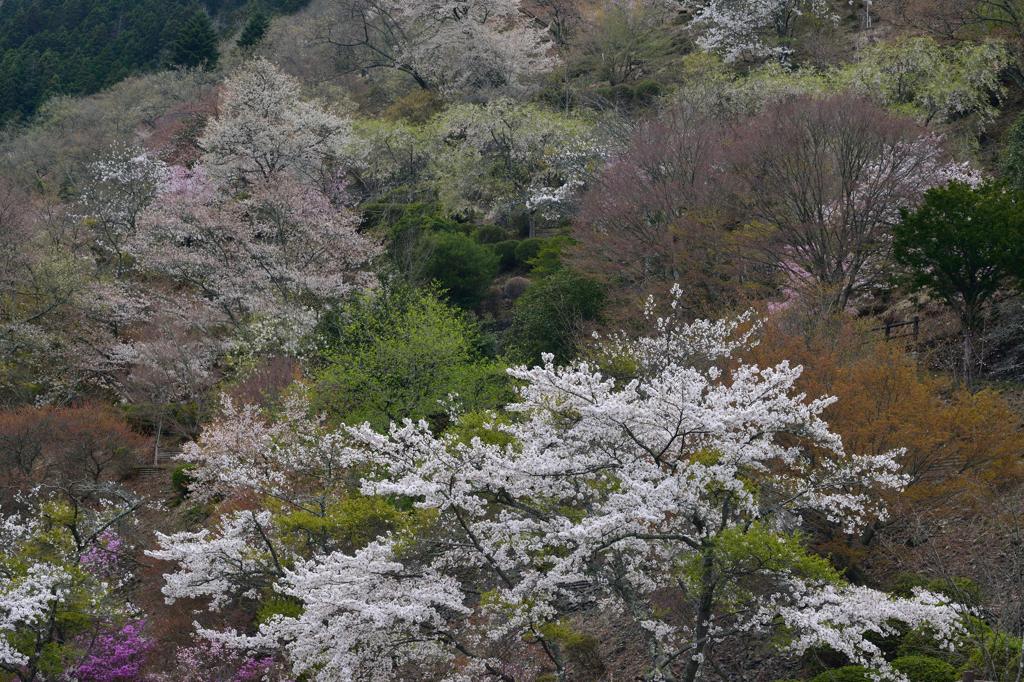 春を迎えた歓喜