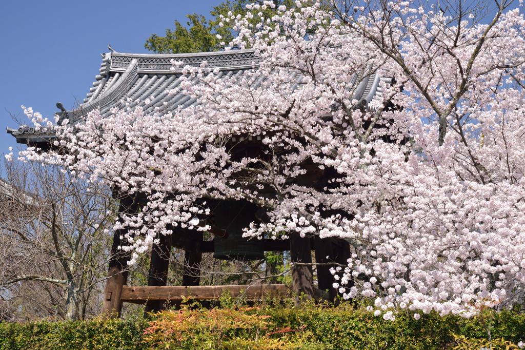 お寺に咲く 3