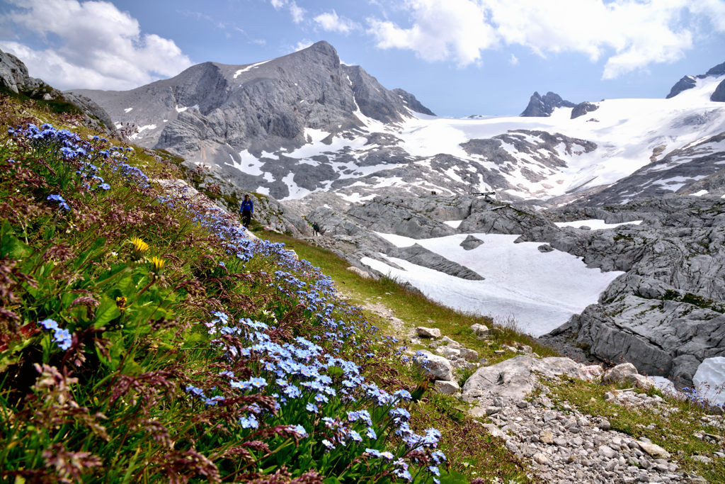 お花畑に沿う登山道