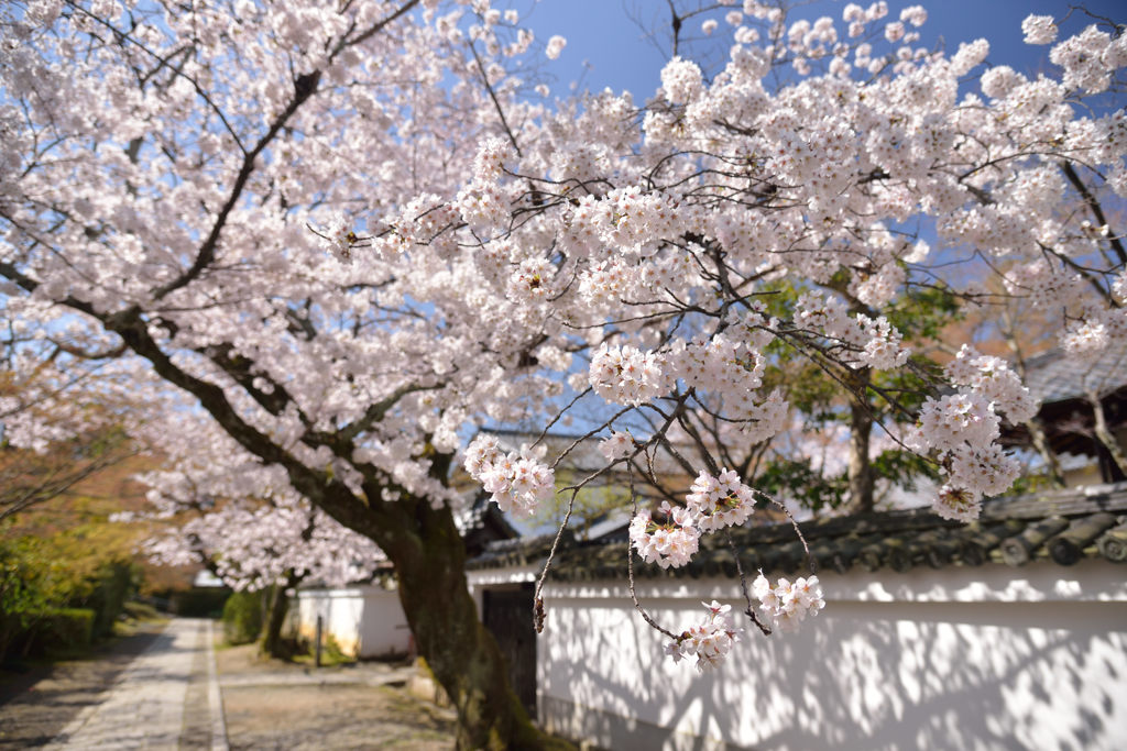 お寺に咲く 1