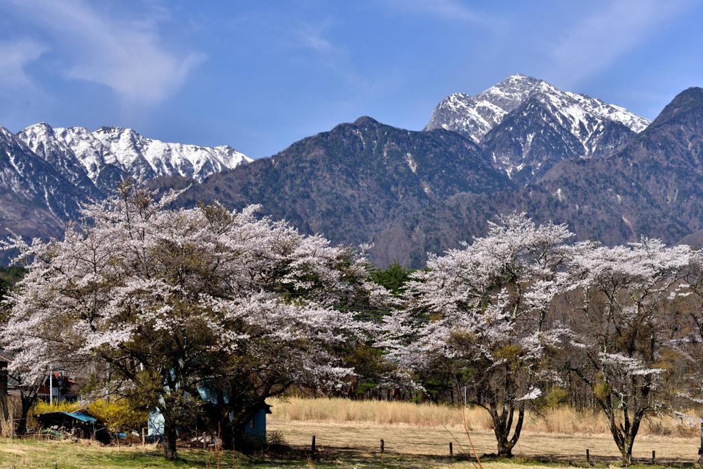 甲斐駒ヶ岳山麓に咲く 1