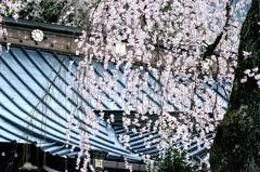 シダレ桜  身延山 