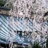 シダレ桜  身延山 