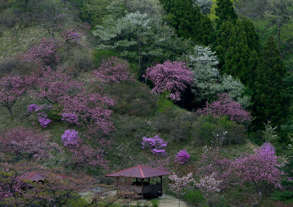 宵の山桜