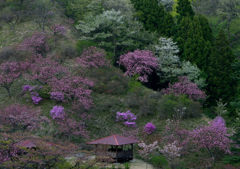 宵の山桜