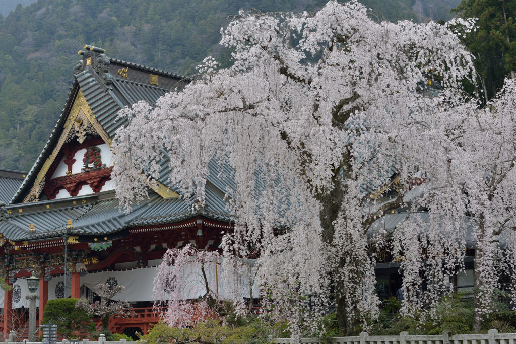 シダレ桜  身延山 