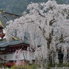 シダレ桜  身延山 