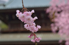 若いシダレ桜