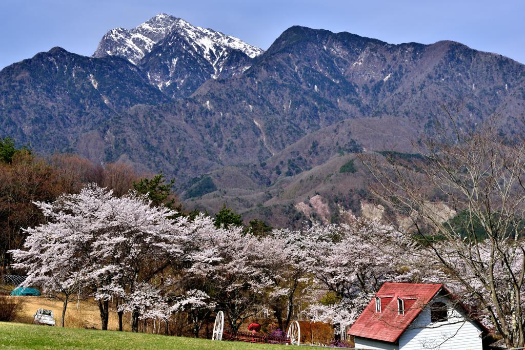 甲斐駒ヶ岳山麓に咲く 2