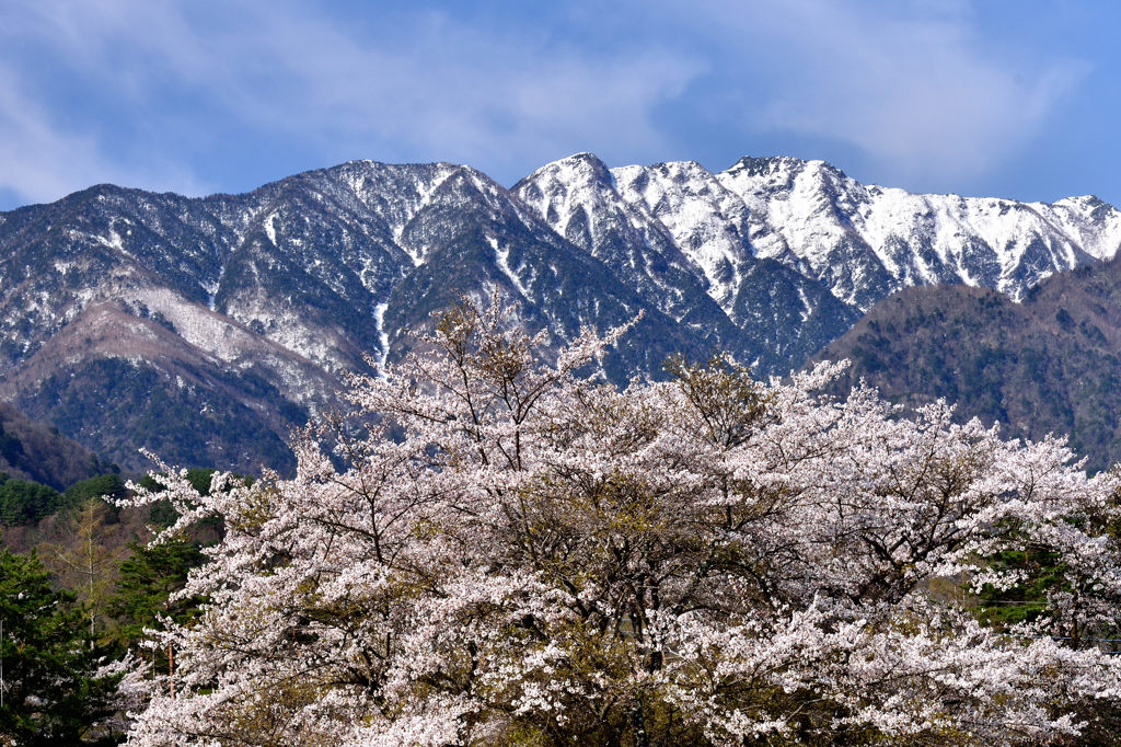 南アルプス山麓に咲く