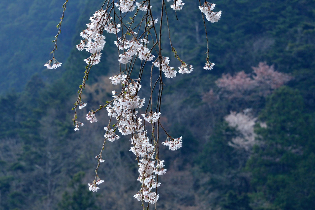 山に咲く