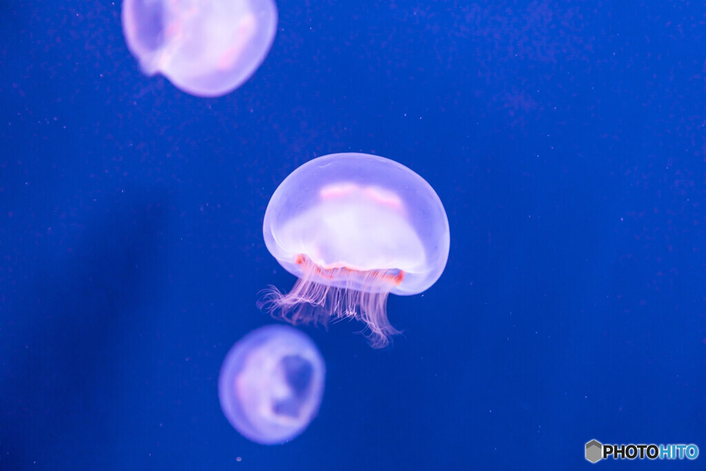 水族館14