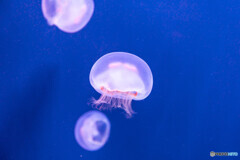 水族館14