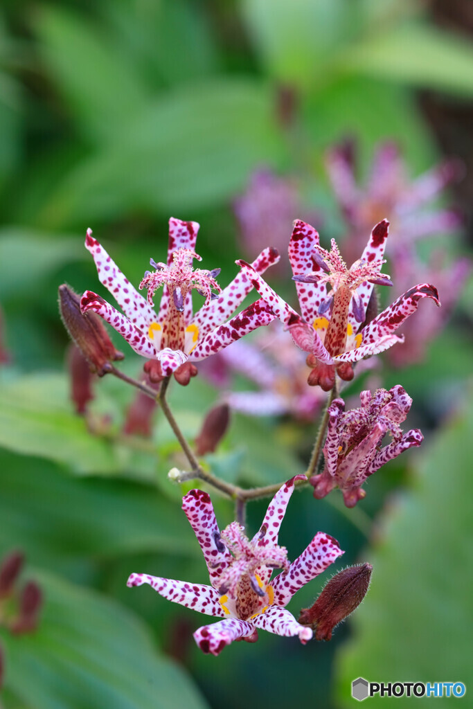 庭の花39