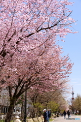 平成最後の桜１