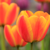 公園の花４