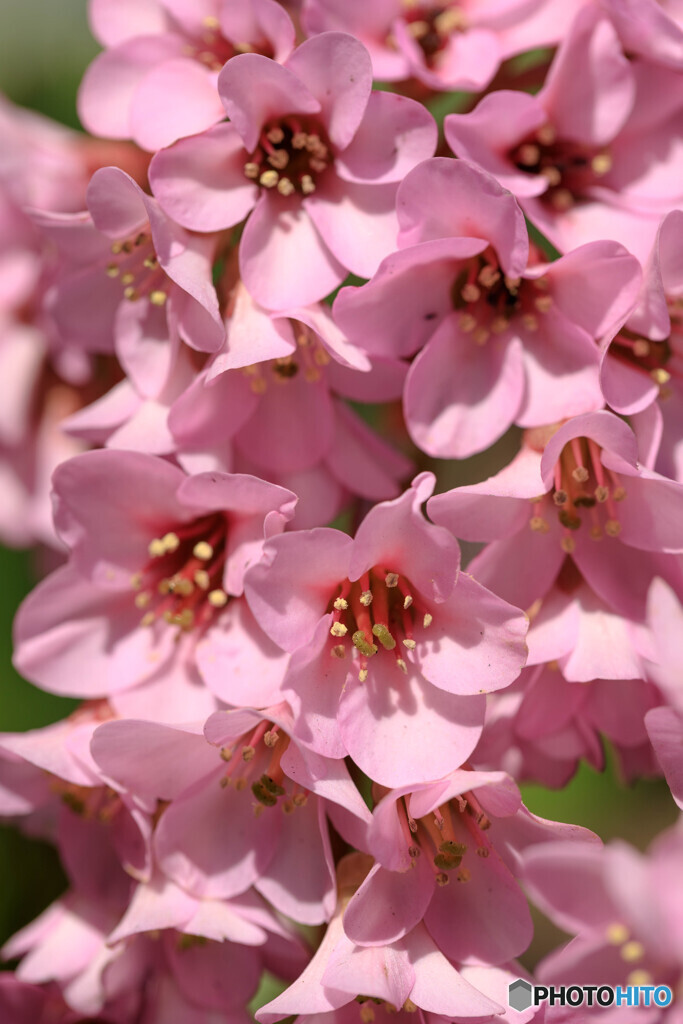 庭の花４