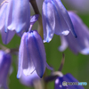 庭の花21