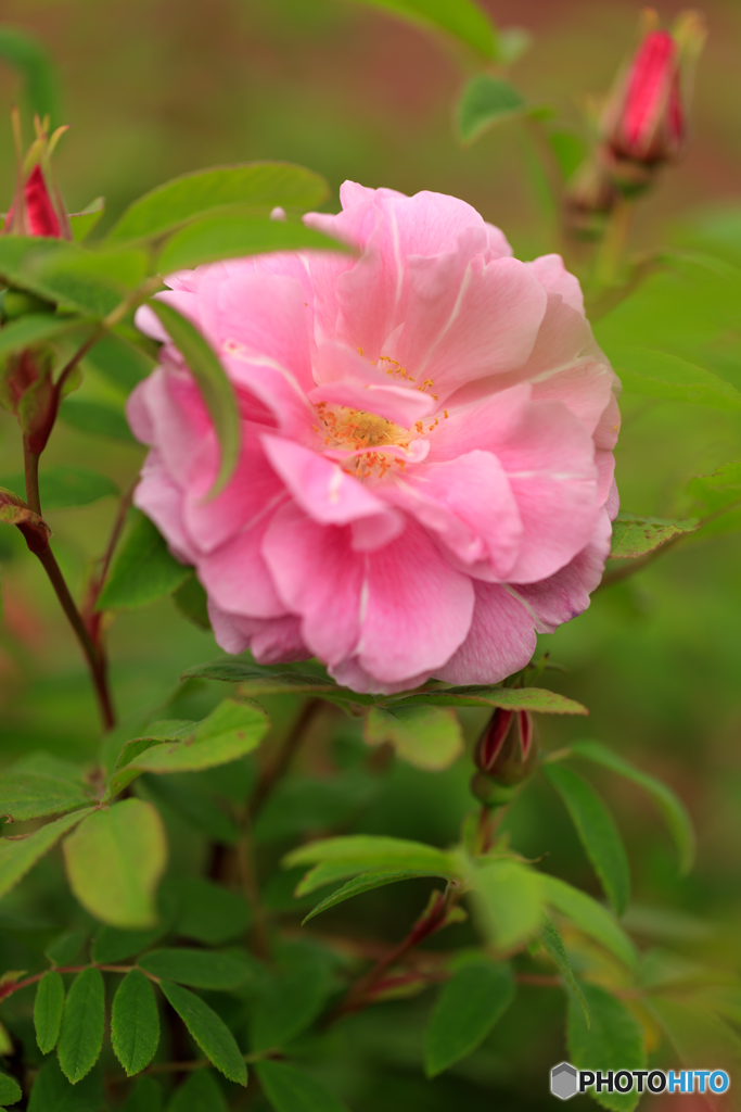 初薔薇