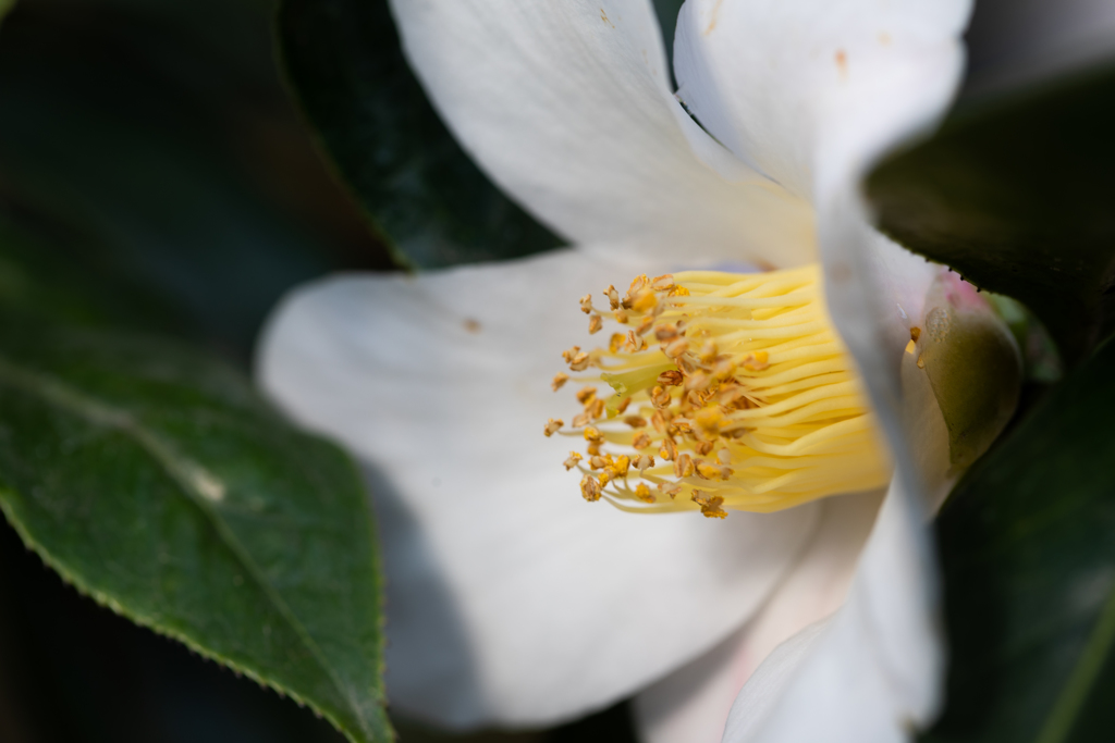 温室の花６