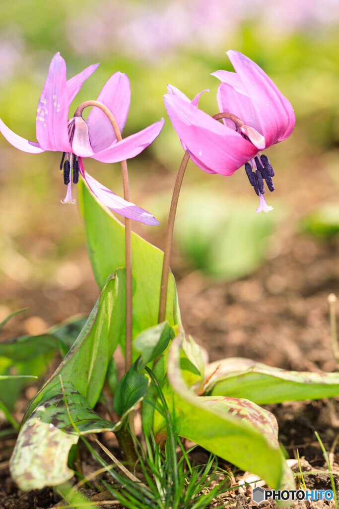 公園の花２