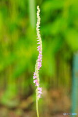 庭の花2025-35