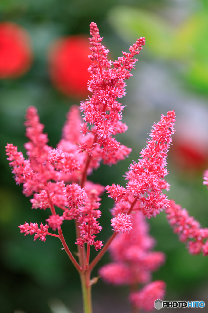庭の花25