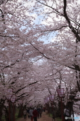 弘前城の桜Ⅳ