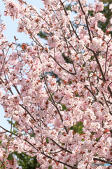 近所の桜