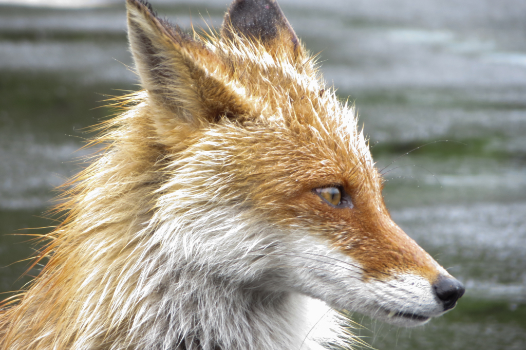 野生のキタキツネ