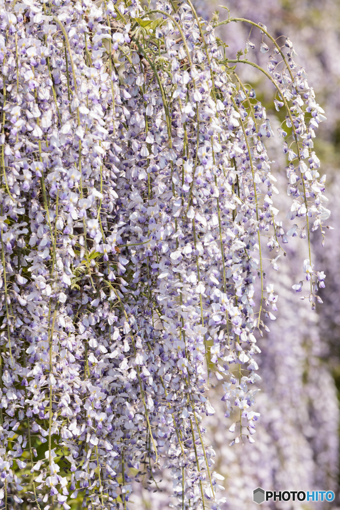 藤の花１