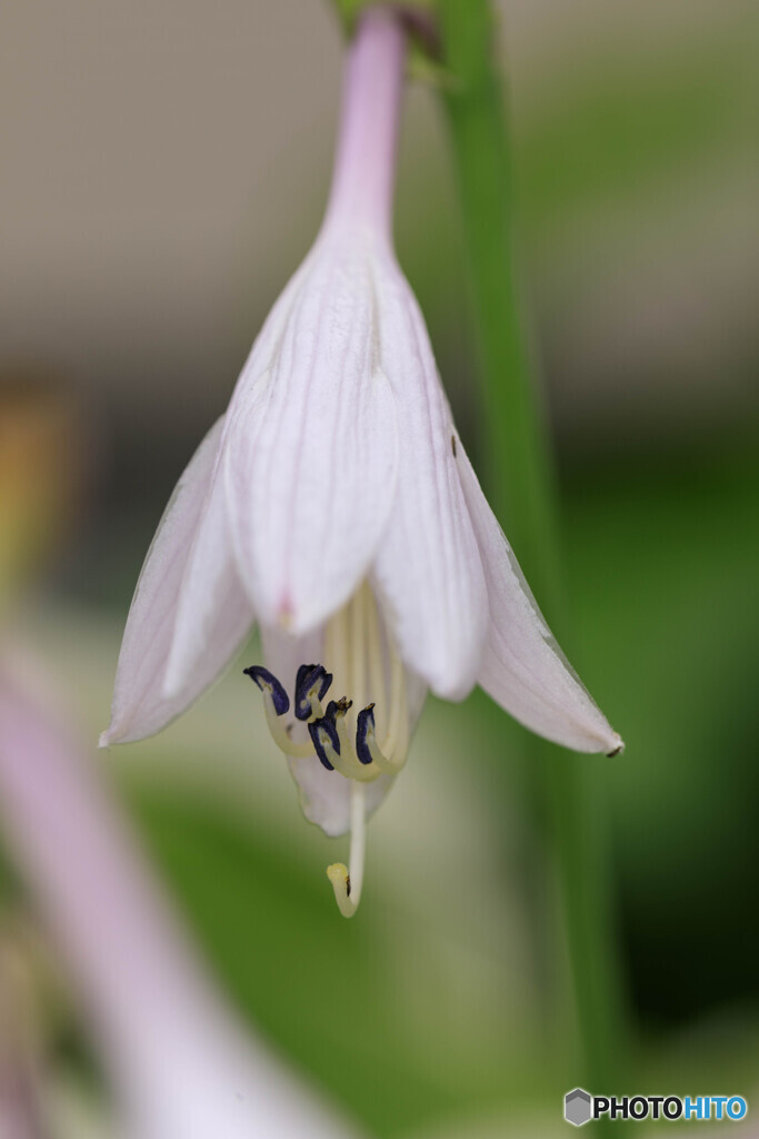 庭の花2024-26