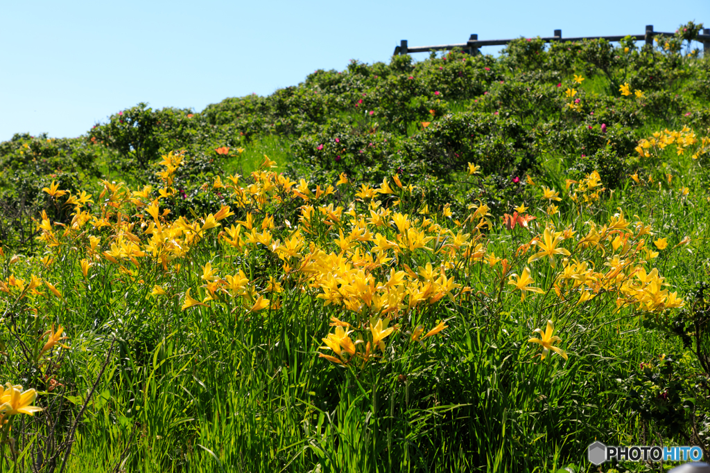 小清水原生花園２