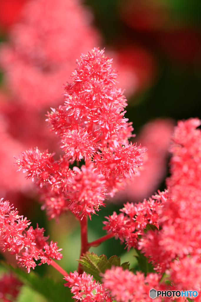 庭の花11