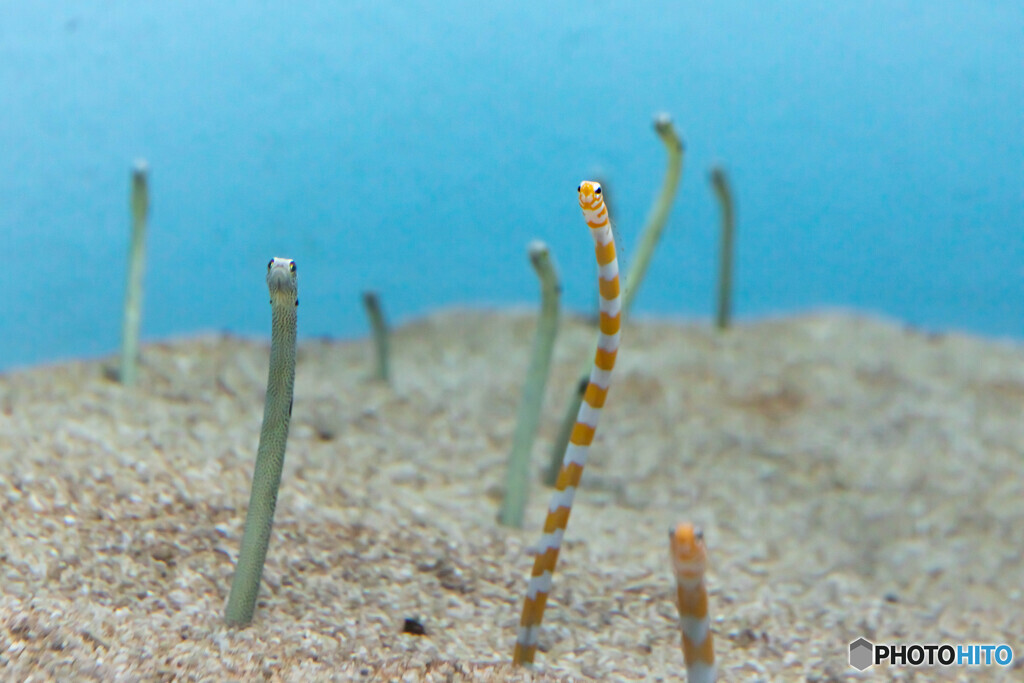 水族館８