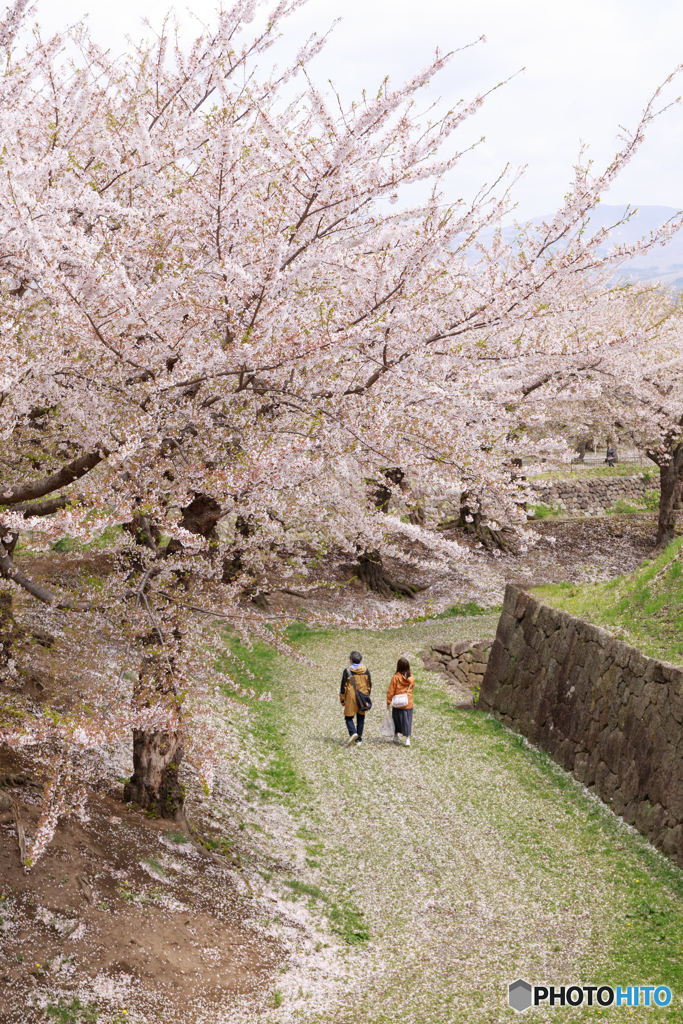 函館五稜郭の桜２