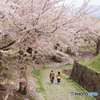 函館五稜郭の桜２