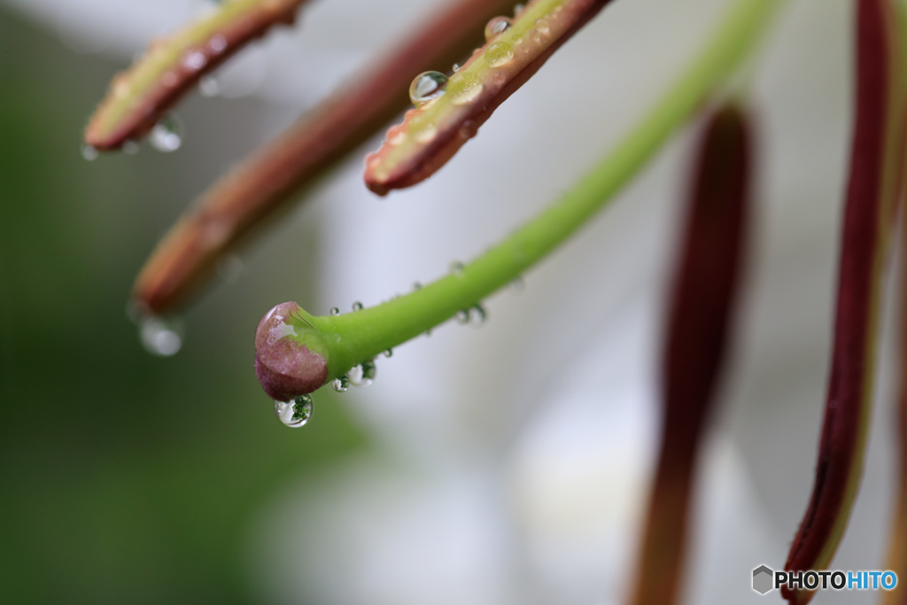 庭のカサブランカ２