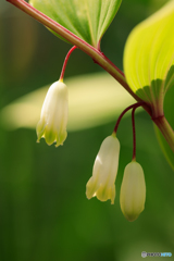 庭の花10