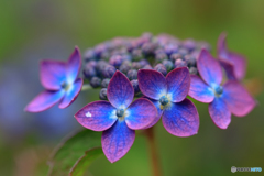 庭の花14