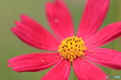 公園の花16