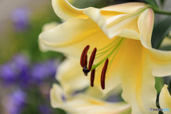 庭の花22